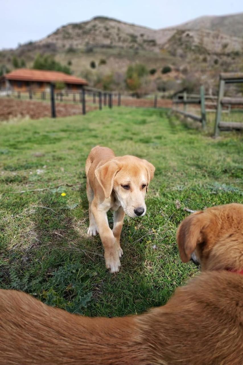 Orias Guesthouse & Farm Калаврита Экстерьер фото